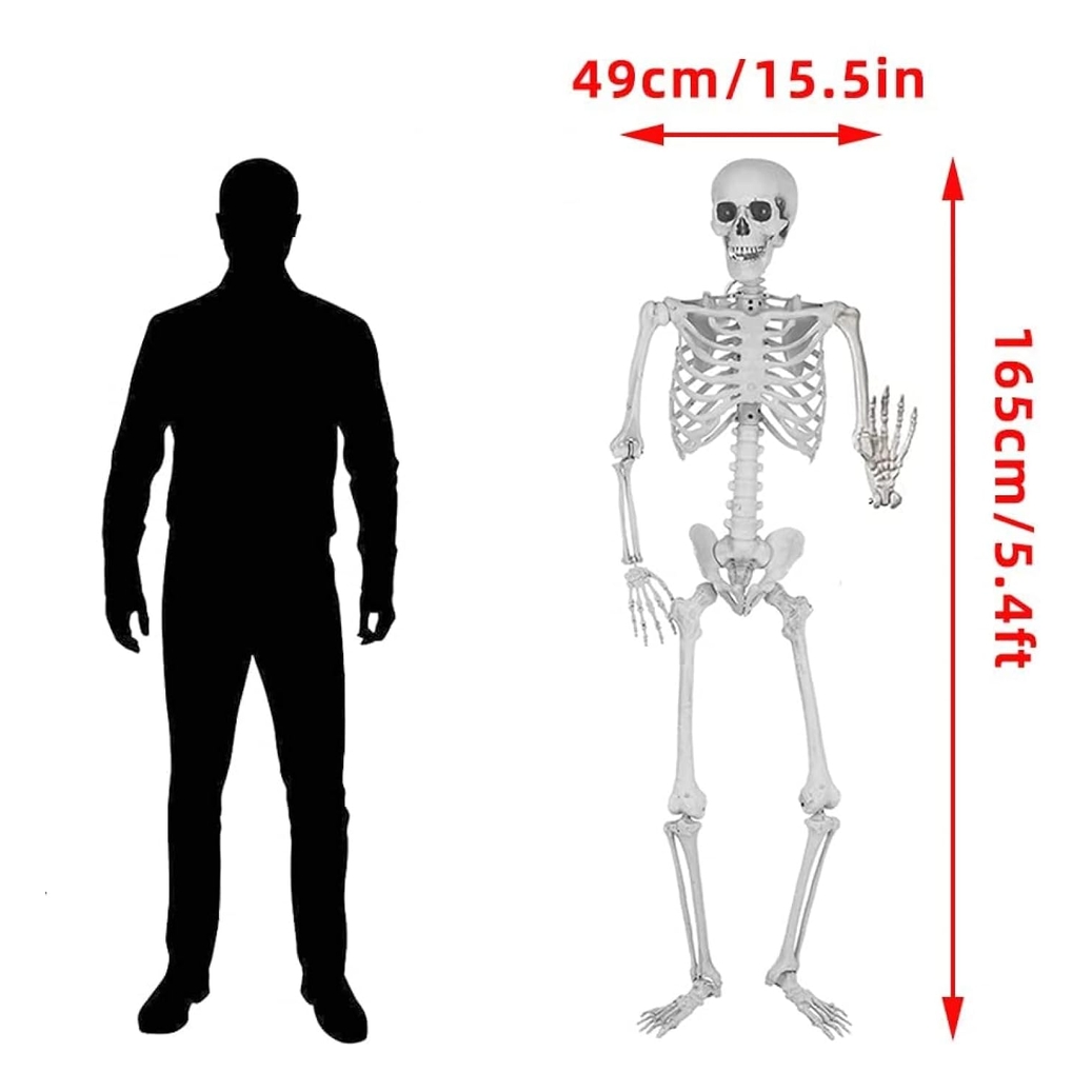 Szkielet dekoracyjny z ruchomymi stawami ozdoba halloween 165cm - obrazek 2